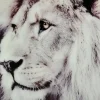 Lion Tavla 60x90cm