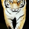 Tiger Tavla 80x120cm