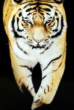 Tiger Tavla 80x120cm